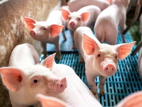 22dec-piggies