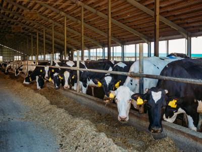 Dairy Farm Energy Use