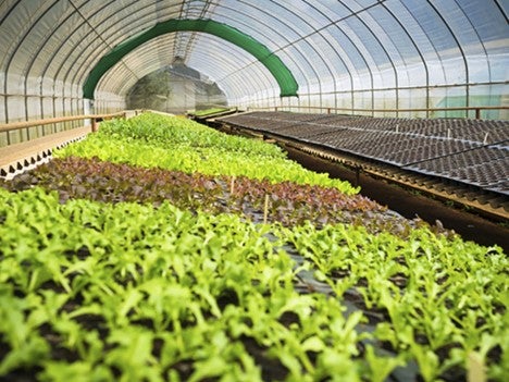 22novgreenhouse