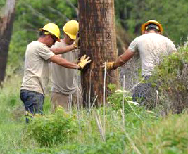 cooperatives