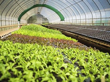 22novgreenhouse